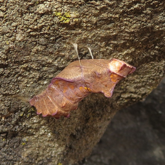 Pipevine Swallowtail pupa