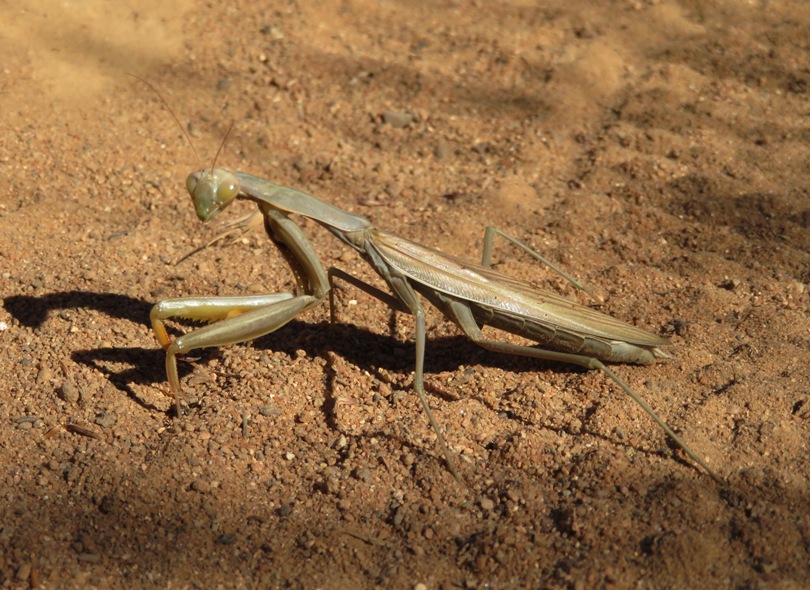 Praying mantis