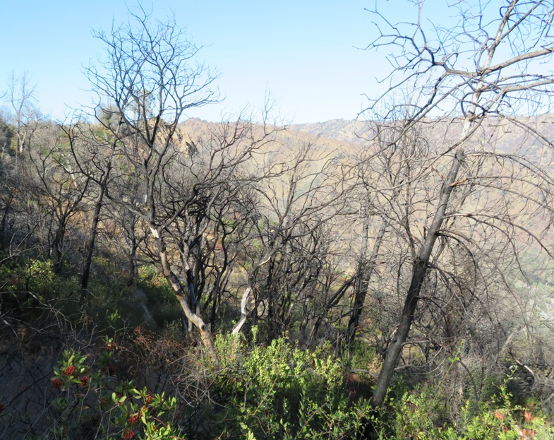 Burnt trees