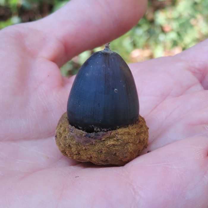 Black acorn in hand