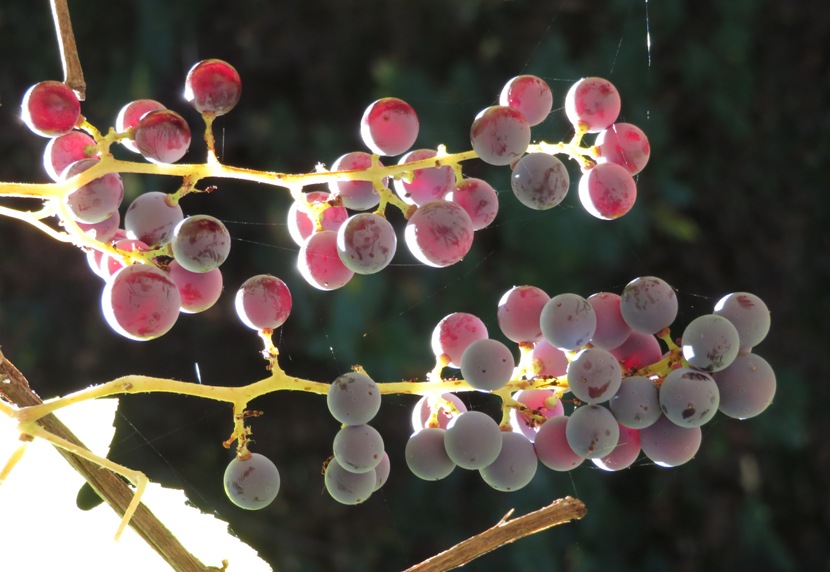 Wild grapes