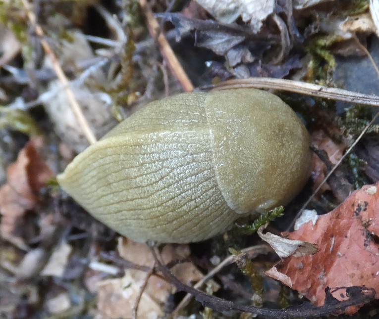 Banana slug with head hidden