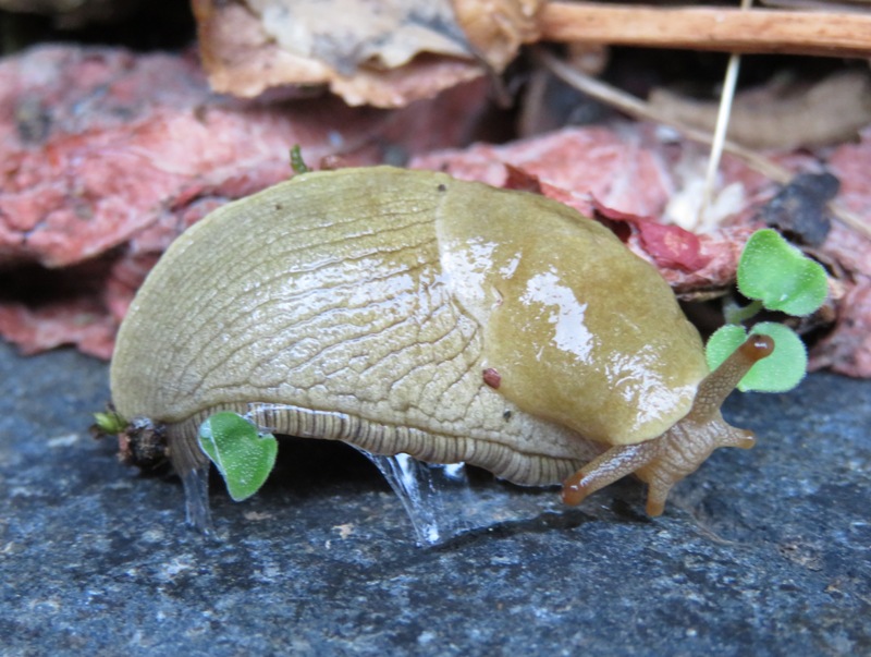 Banana slug with head shown