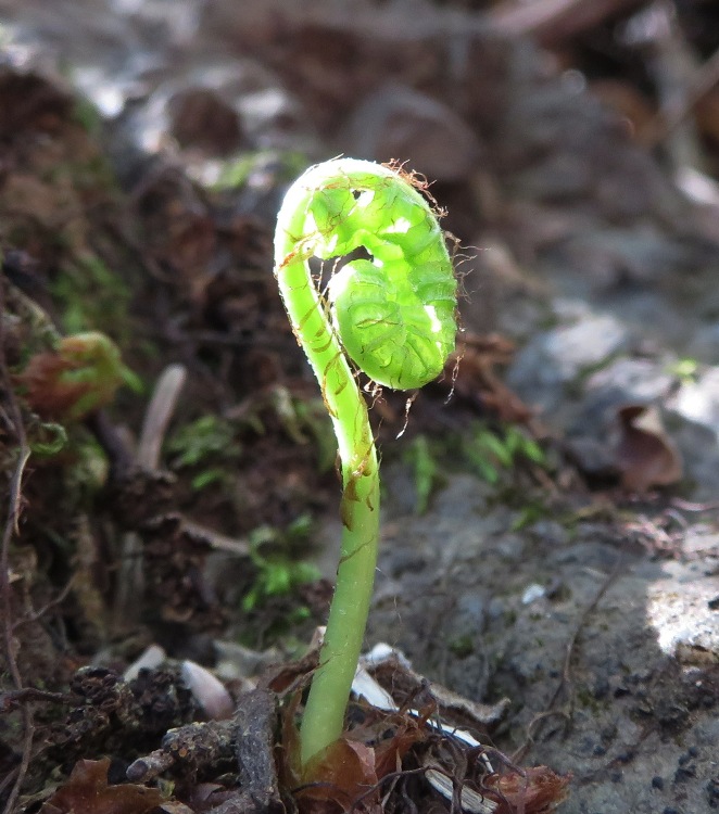 Fiddlehead illuminated by the sun