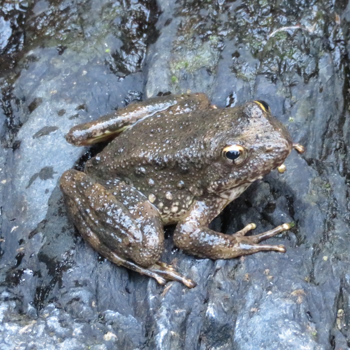 Profile of toad or frog on wet rock