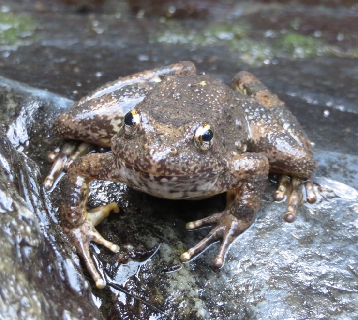 Front view of toad or frog