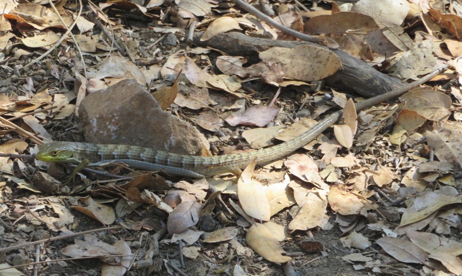 Northern Alligator Lizard