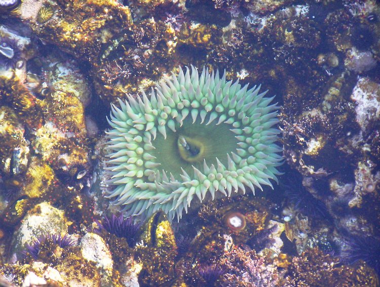 Green sea anemone