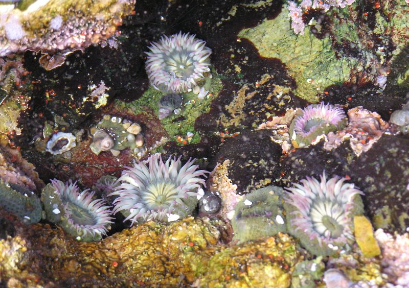 Several sea anemones