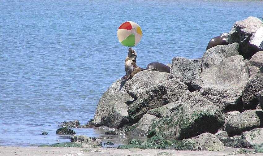 Sea lion balancing a ball on its nose