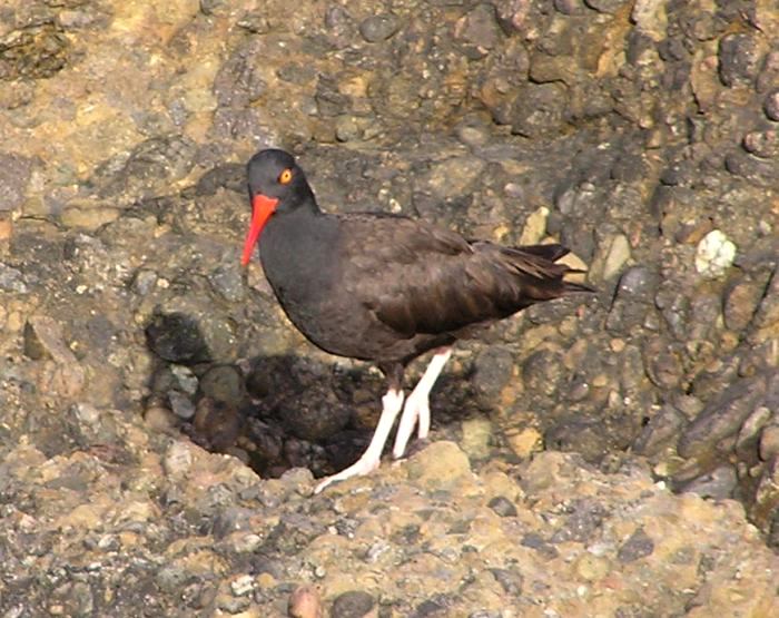 Black oystercatcher bird