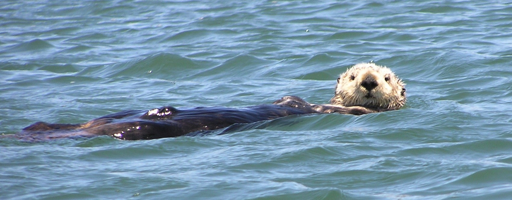 Sea otter floating on its back