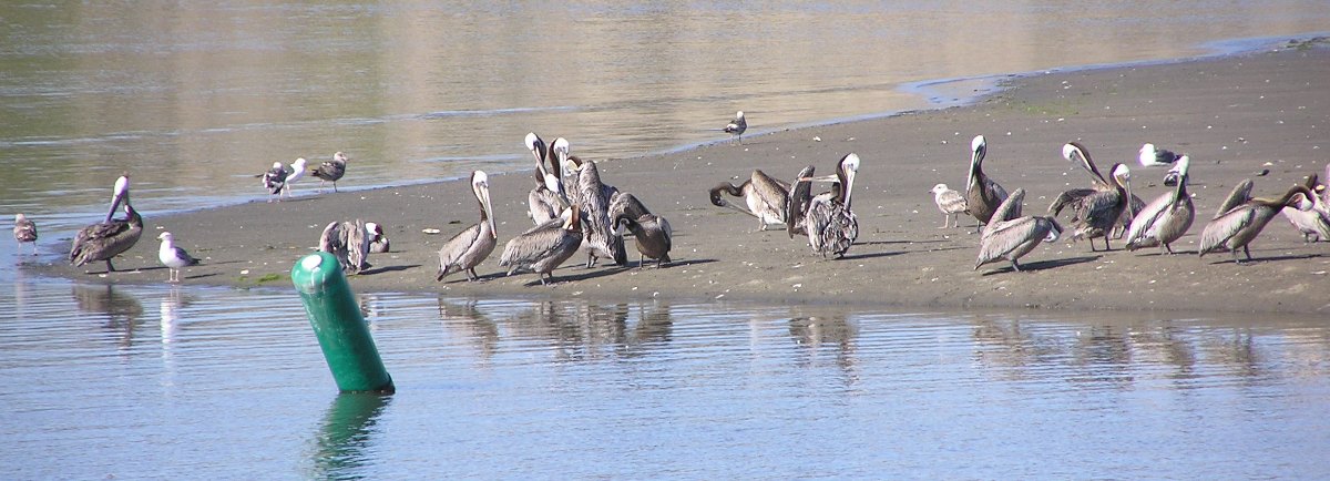 Brown pelicans on the beach