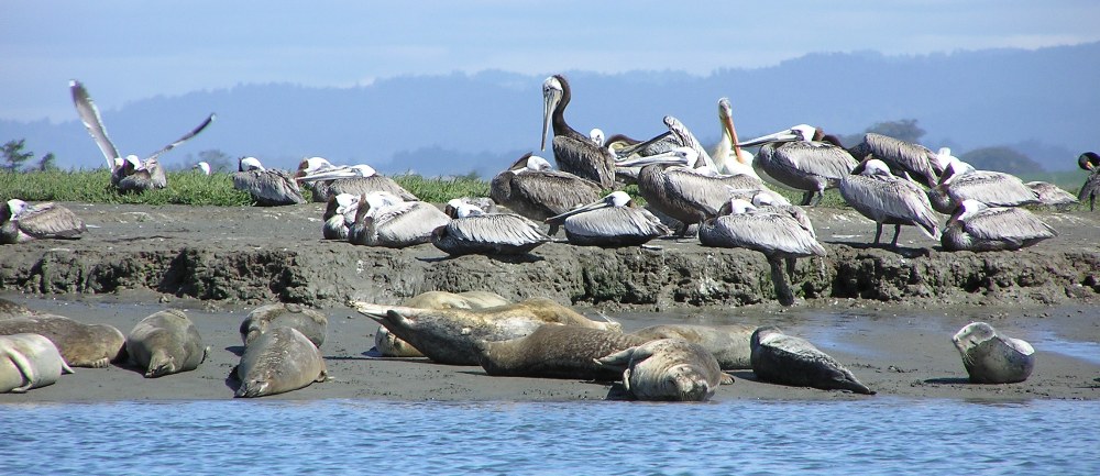 Seals with brown pelicans behind