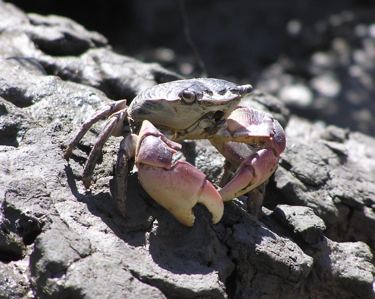 Crab