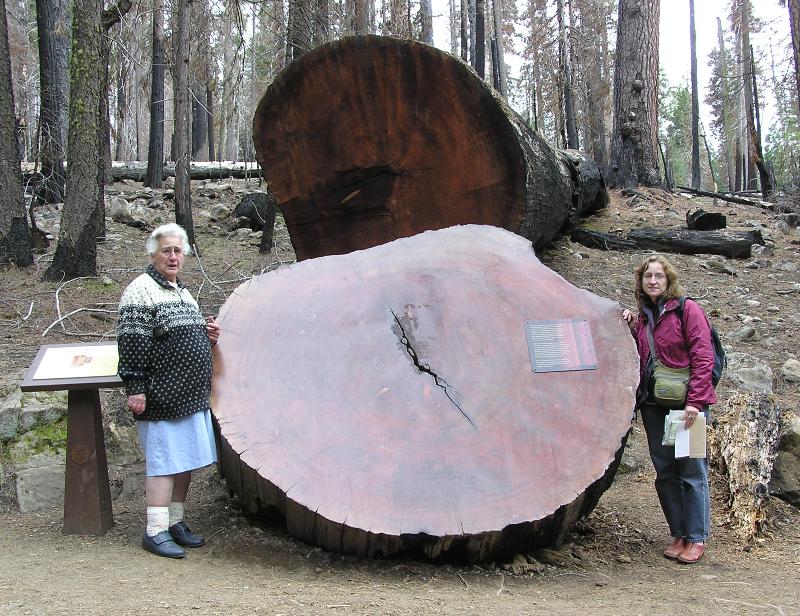 Hazel and Norma in front of cross-section of tree