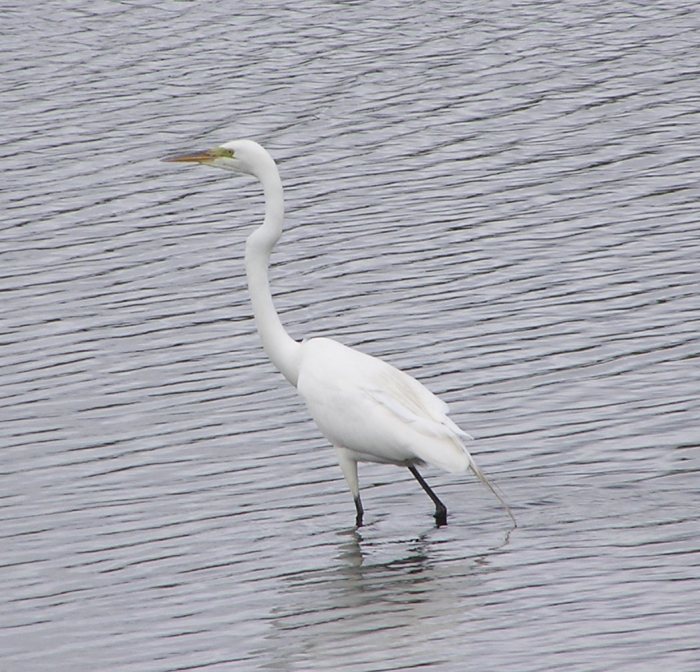 Great egret standing in water