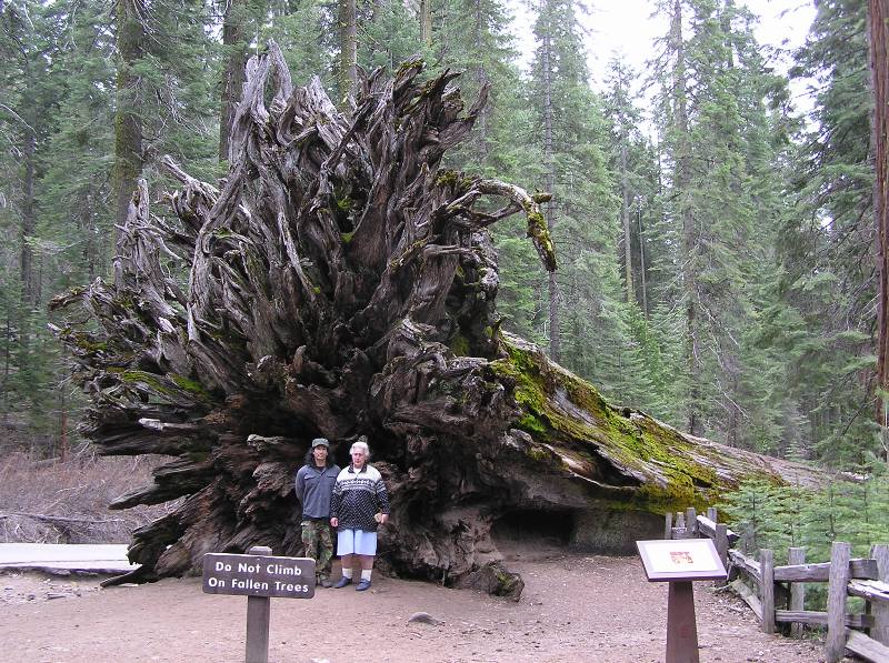 Hazel and I in front of a fallen sequoia tree