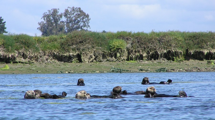 Sea otters floating on their backs