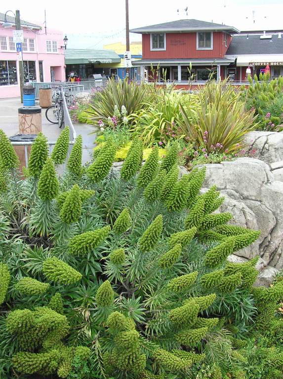 Interesting plant at Fisherman's Wharf