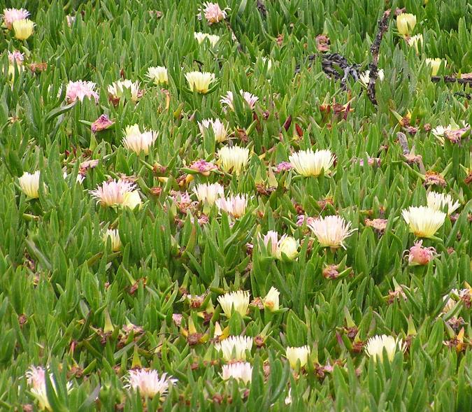 Ice plant