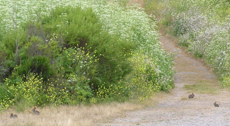 Rabbits on trail