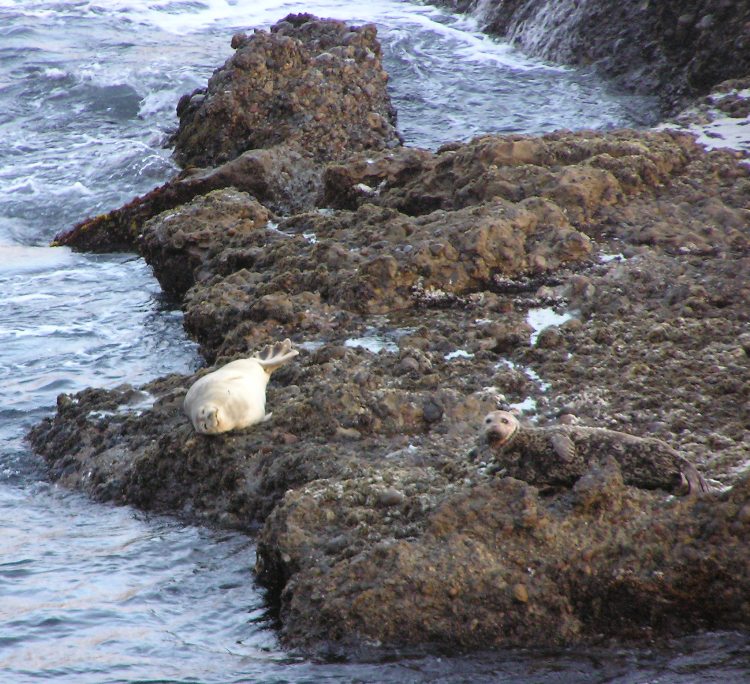 Resting seal on rock