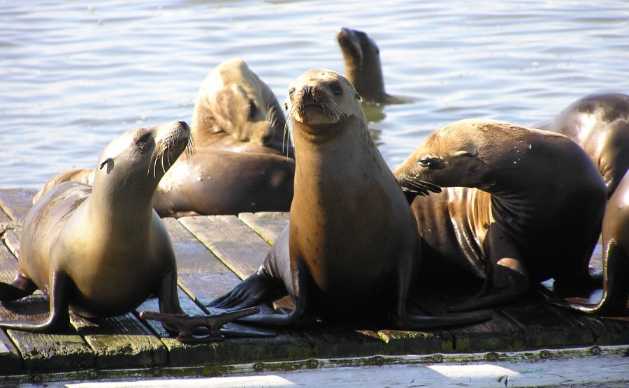 Sea lions on the dock