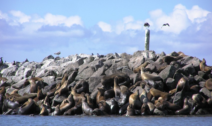 Sea lions on the rocks