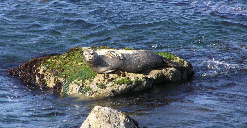 Seal lying on rock surrounded by water