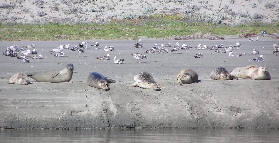 Seals resting on the beach with seagulls behind