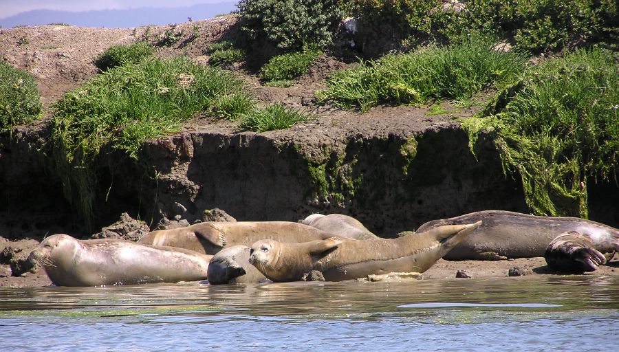 Young seals lying on a beach