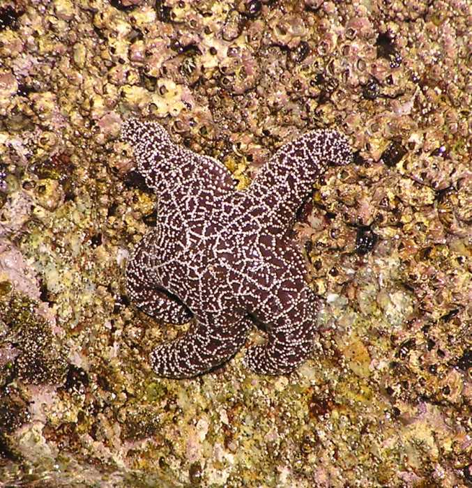 Purple starfish