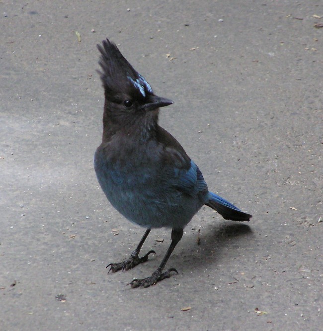 Steller's Jay on the ground