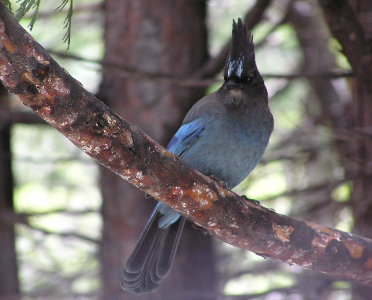 Steller's Jay in a tree