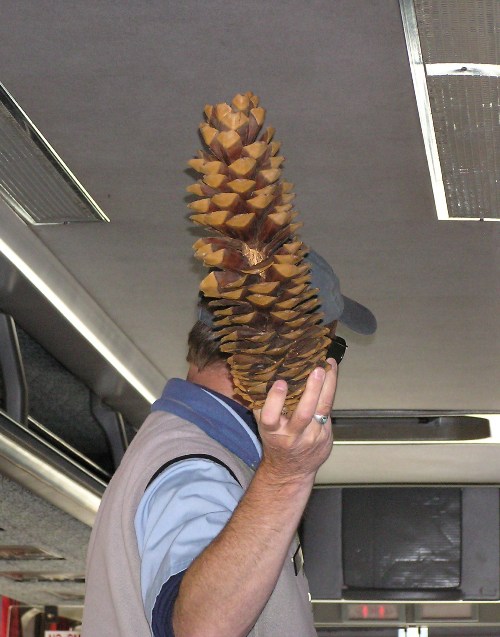 Guide holding sugar pine cone