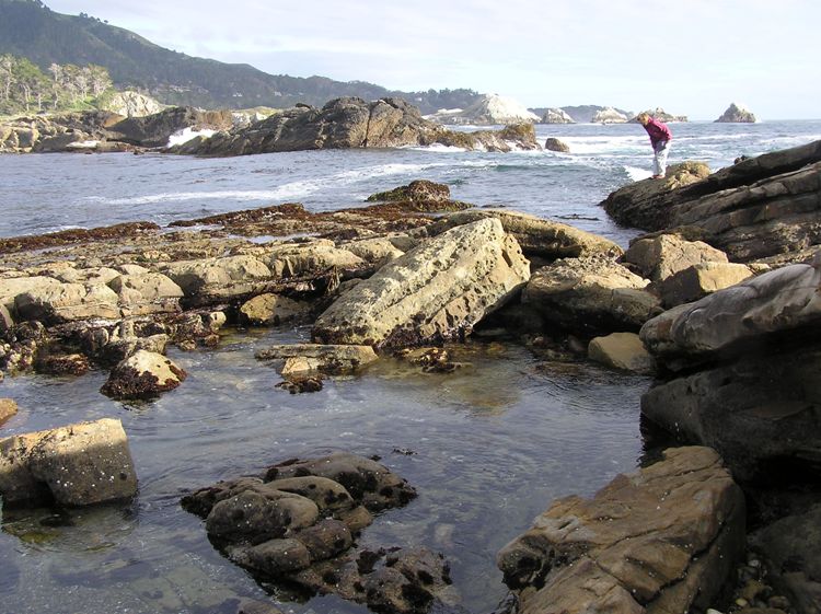 Norma looking in the tidepools