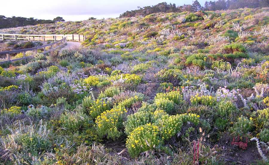 Colorful, scrubby vegetation