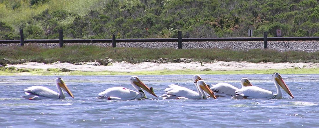 White pelicans on the water