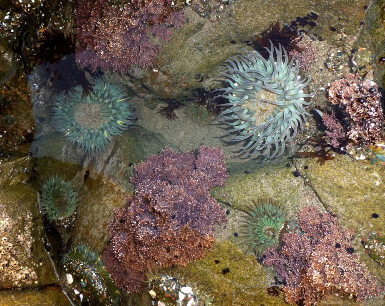 Sea anemones