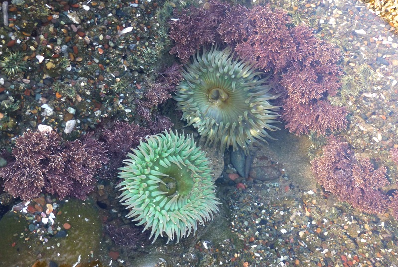 More sea anemones