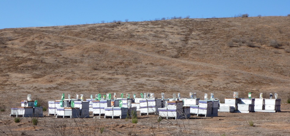 Wide shot of apiaries