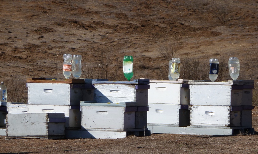 Bottles of sugar water on top of apiaries