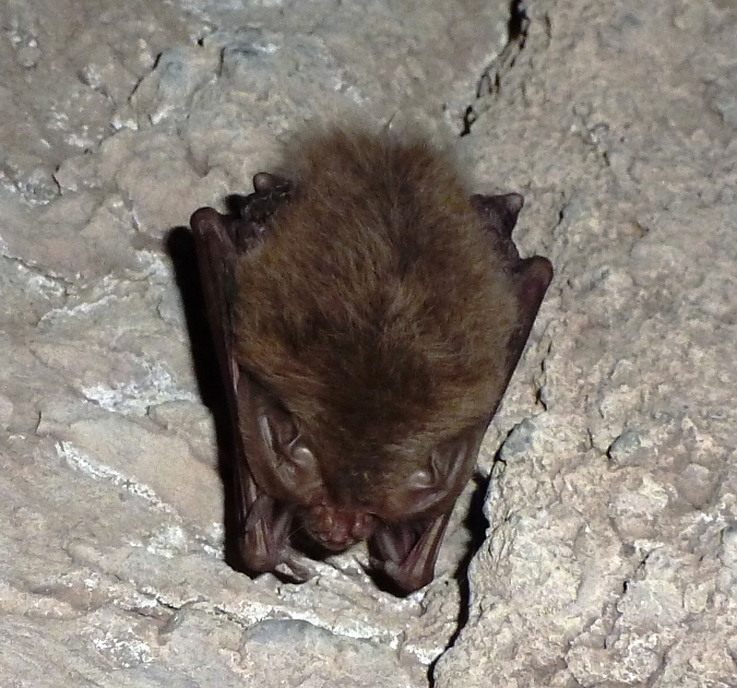 A bat near a crack in the wall