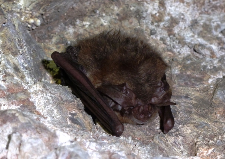 The bent arms/wings on this bat are quite visible