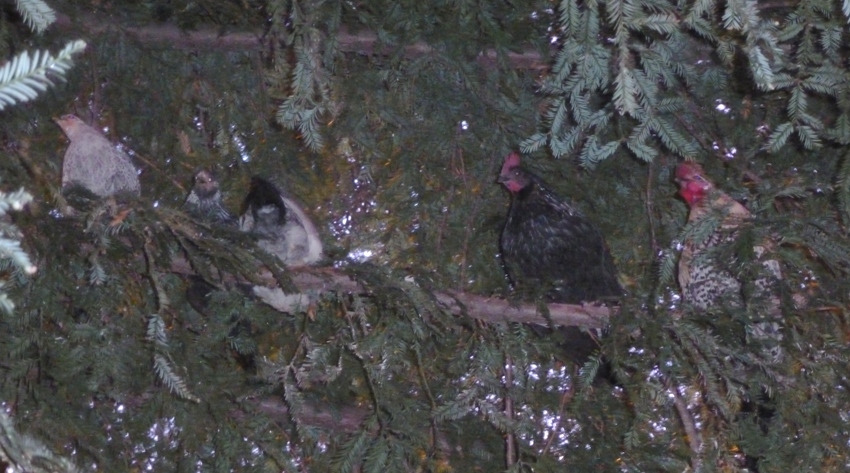 Chickens in a tree at night