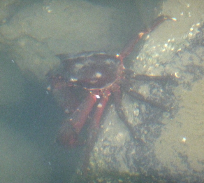 Big crab submerged