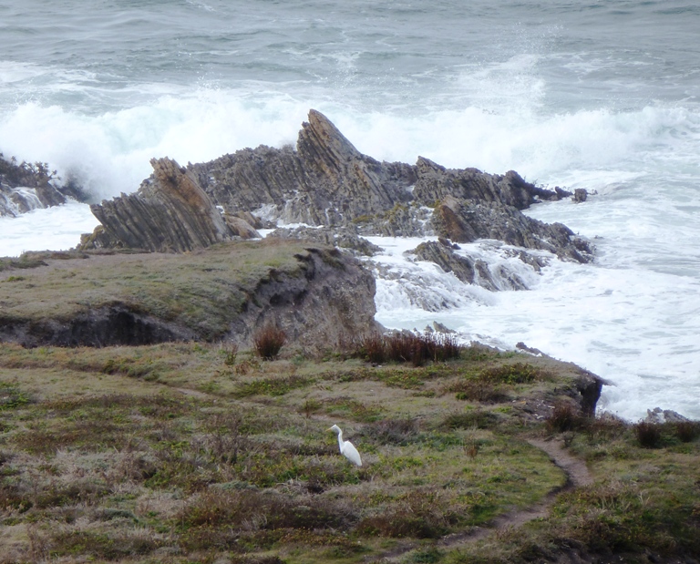 Egret on the rocks