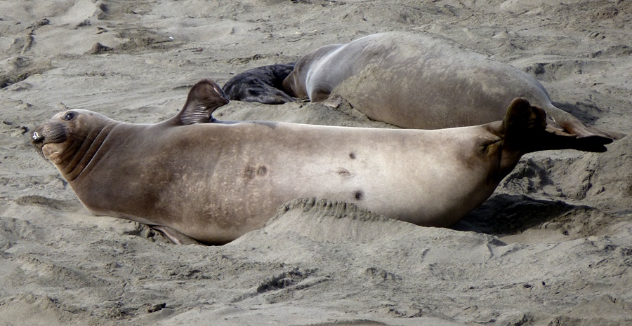 Female seal