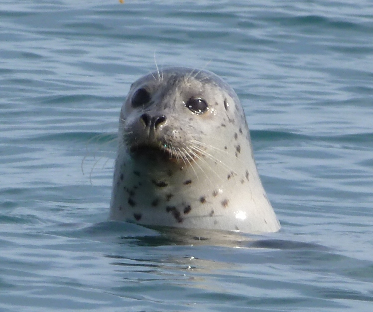 Head of harbor seal above the water